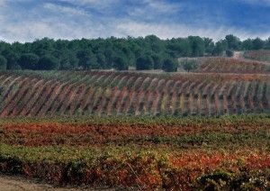 gastroystyle---Aster Crianza 2014---003